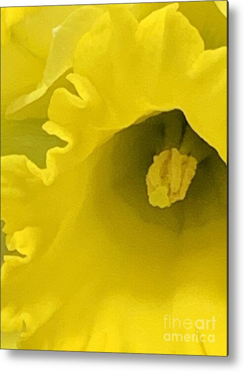 Daffodil Metal Print featuring the photograph Divinely Golden by Tiesa Wesen