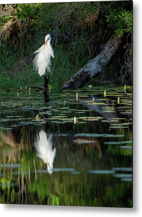 Egret Metal Print featuring the photograph Egret, 4.18.22 by Brad Boland