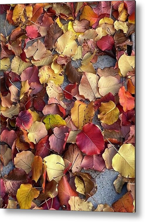 Leaf Metal Print featuring the photograph Fallen Beauties by Calvin Boyer