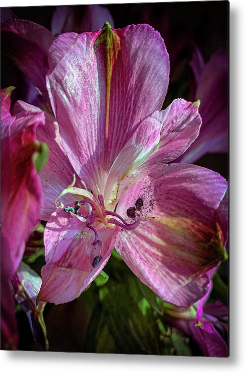 Flower Metal Print featuring the photograph Flowers in the sun by Jim Feldman