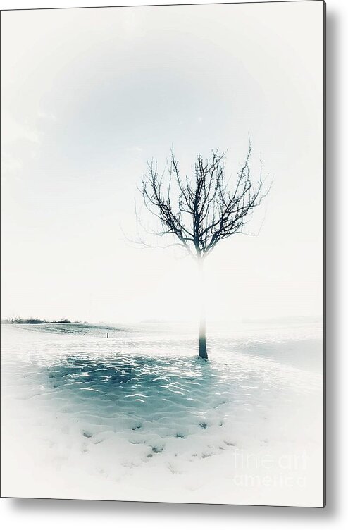 Winter Metal Print featuring the photograph Frozen Tree by Claudia Zahnd-Prezioso