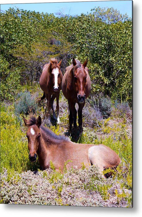 Horse Metal Print featuring the photograph Grand Turk Horses by Sascha Grabow