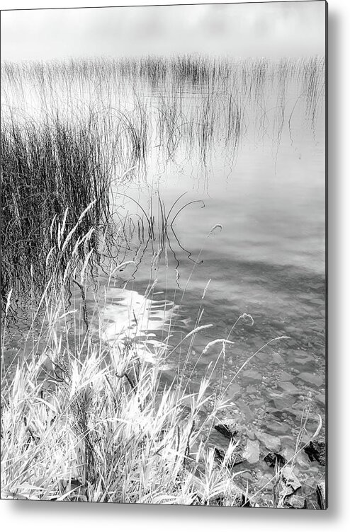 Black And White Photography Metal Print featuring the photograph Grasses and Reeds Black and White by Allan Van Gasbeck
