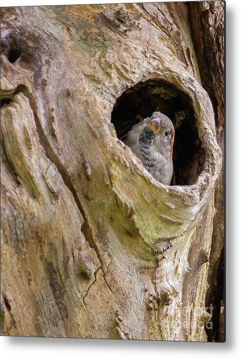 Birds Metal Print featuring the photograph Habitat for House Sparrow by Chris Scroggins