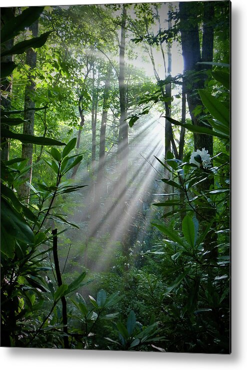 Sunlight Shafts Through Woods Metal Print featuring the photograph Highway to Heaven by Lynn Hunt