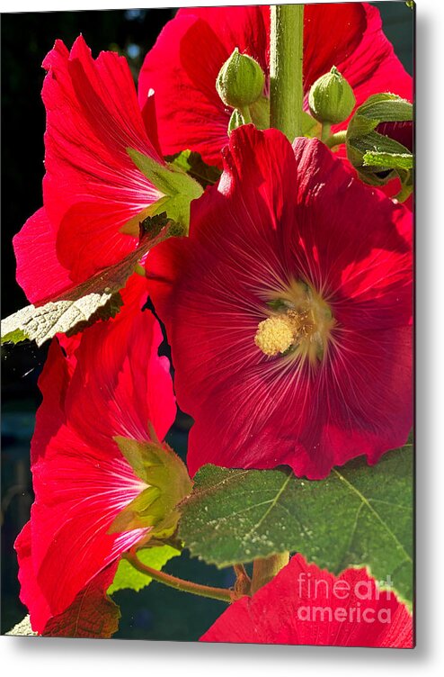 Hollyhock Metal Print featuring the photograph Hollyhocks by Jeanette French