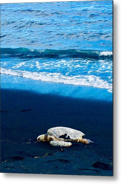 Honu Green Sea Turtle Hawaii Metal Print featuring the photograph Honu rests on a black sand beach in Punaluu, Hawaii by Lehua Pekelo-Stearns
