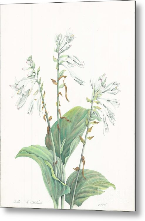 Hosta Metal Print featuring the painting Hosta by Albert Massimi