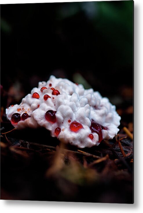 Betty Depee Metal Print featuring the photograph Hydnellum peckii by Betty Depee