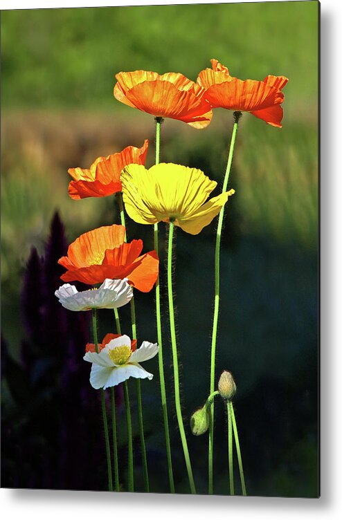 Poppies Metal Print featuring the photograph Iceland Poppies in the Sun by Gill Billington