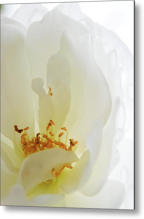 Flower Metal Print featuring the photograph Icy by Gena Herro