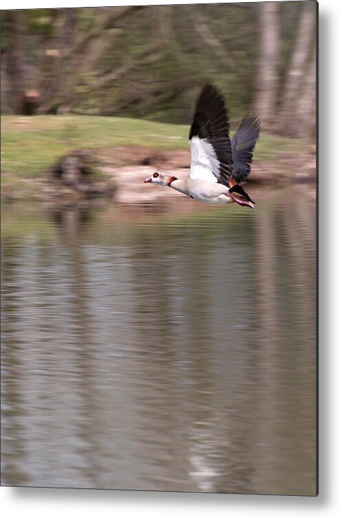 Egyptian-goose Metal Print featuring the photograph In Motion 7 by Jaroslav Buna