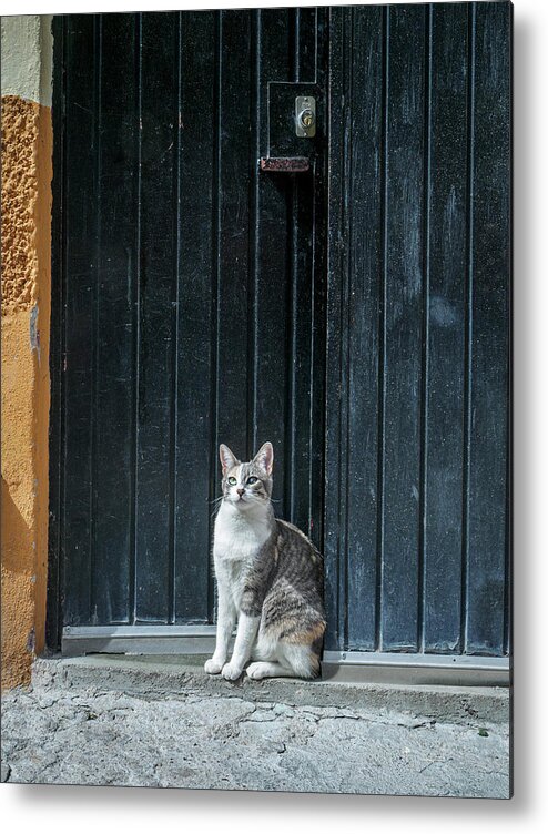 Animal Metal Print featuring the photograph In or Out - A Feline Dilemma by Mary Lee Dereske