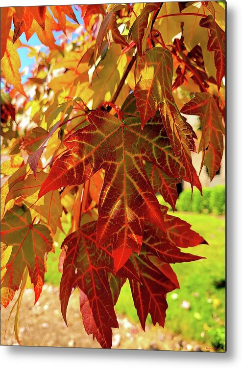 Leaves Metal Print featuring the photograph It Is Time by Roberta Byram