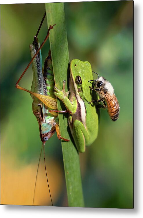 Katydid Metal Print featuring the photograph Gangs All Here by Art Cole