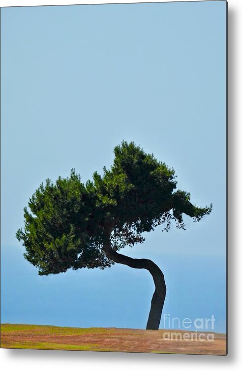 Tree Metal Print featuring the photograph Leaning Pine by Beth Myer Photography