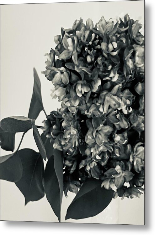 Photography Metal Print featuring the painting Lilac Bloom Black and White by Lisa White
