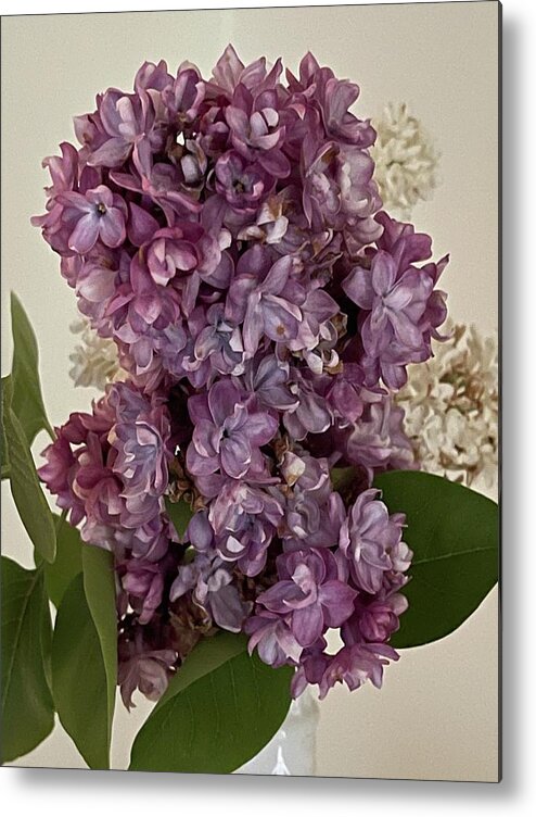 Lilacs Metal Print featuring the photograph Lilacs by Lisa White