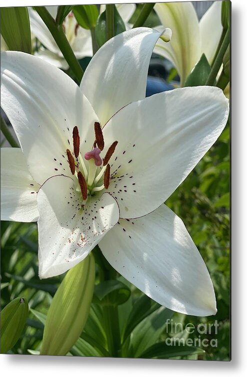 Lily Metal Print featuring the photograph Lily by Deena Withycombe
