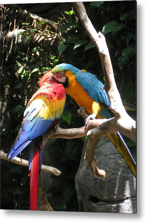  Metal Print featuring the photograph Macaw Kiss by Heather E Harman