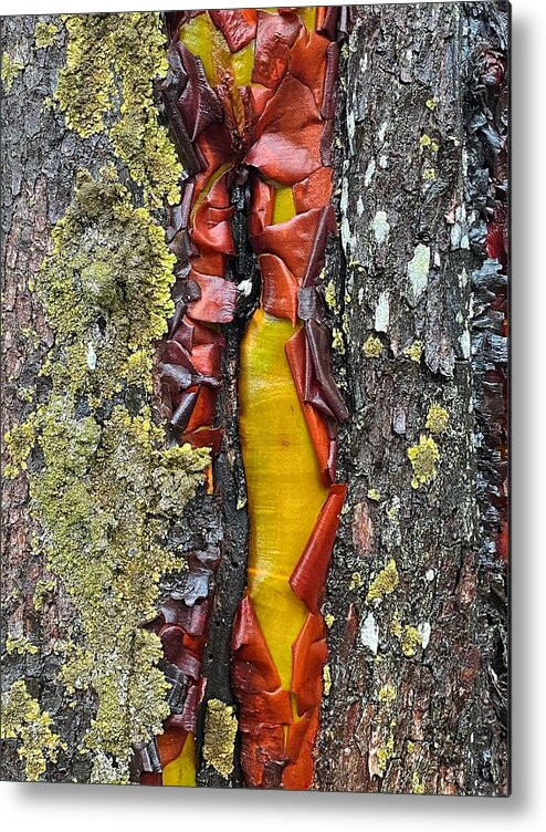 Abstract Metal Print featuring the photograph Madrone Tree Bark Abstract by Jerry Abbott