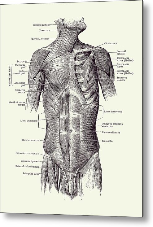 Male Muscular System Metal Print featuring the drawing Male Upper Body Muscular System - Vintage Anatomy 2 by Vintage Anatomy Prints