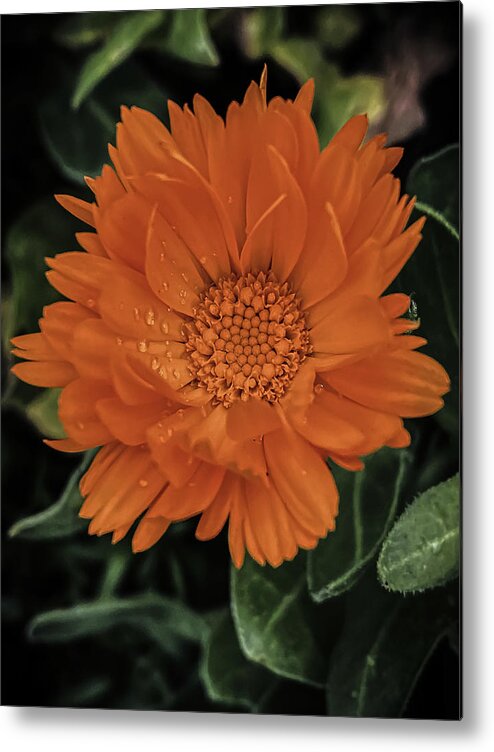Flower Metal Print featuring the photograph Marigold by Anamar Pictures
