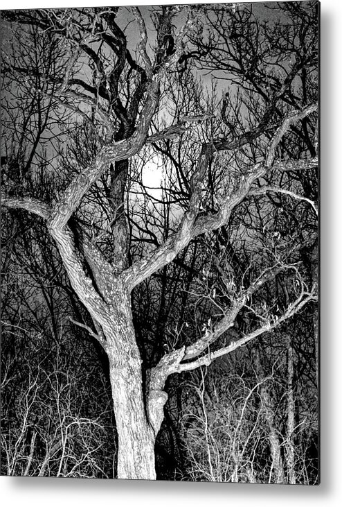 Full Moon Metal Print featuring the photograph Moonshine 2 by Susie Loechler