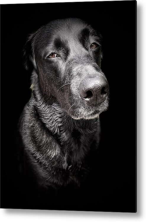 Dog Metal Print featuring the photograph My Dog Darby by David Letts
