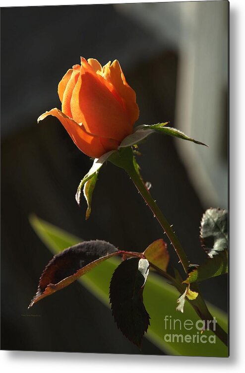 Botanical Metal Print featuring the photograph My Resurrection Rose by Richard Thomas