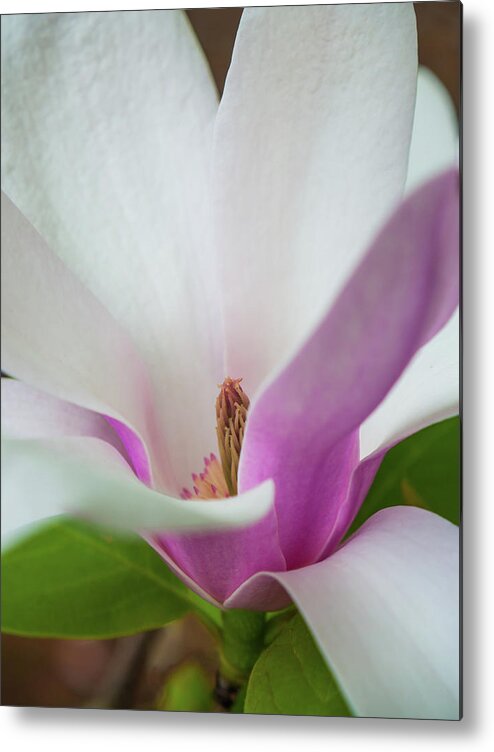 Ohio Metal Print featuring the photograph Natures Bud by Stewart Helberg