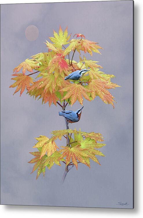 Birds Metal Print featuring the digital art Nuthatches after a Sunshower by M Spadecaller