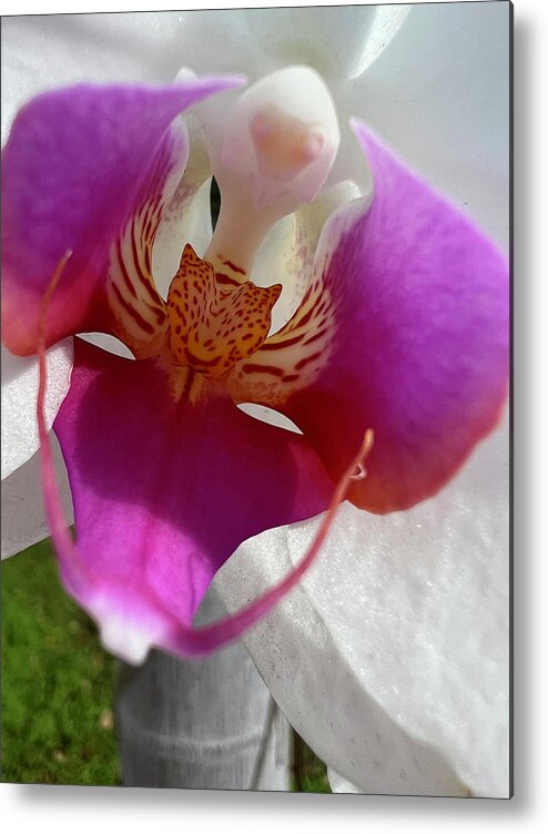 Orchid Metal Print featuring the photograph Orchid Center Close Up by Karen Zuk Rosenblatt