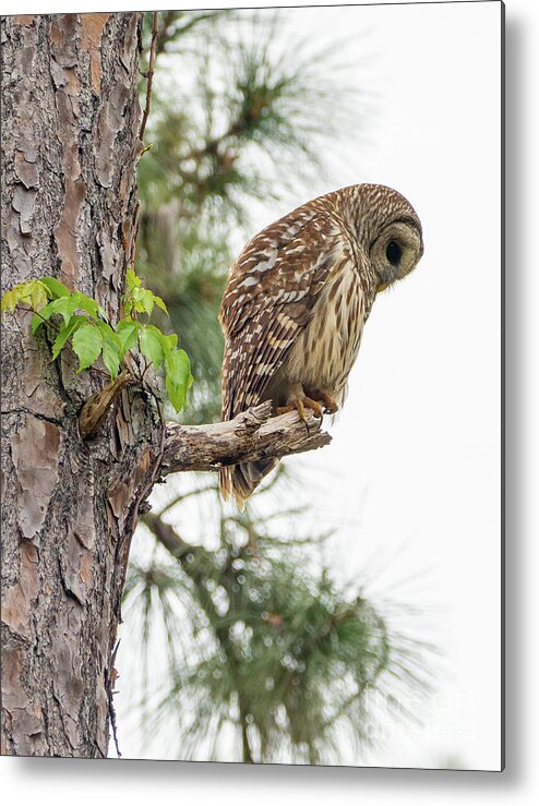 Birds Metal Print featuring the photograph Owl by Neil Shapiro