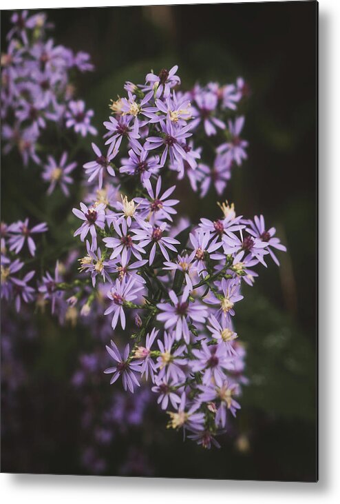 Flower Metal Print featuring the photograph Pale Purple Wildflowers by Jason Fink