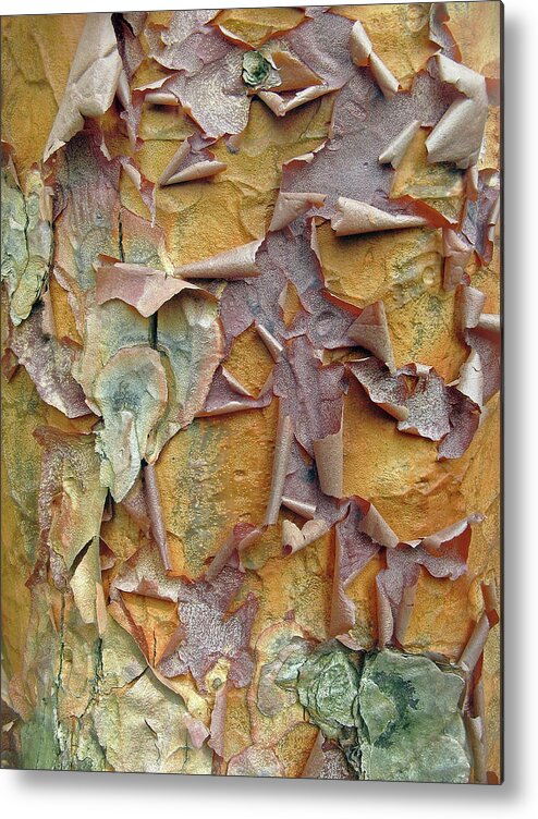 Tree Metal Print featuring the photograph Paperbark Maple Tree by Jessica Jenney