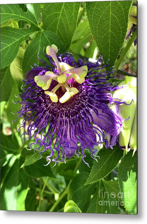 Passions Flower Metal Print featuring the photograph Passiflora by Flavia Westerwelle