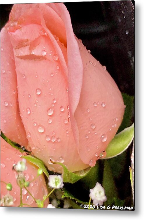 Rose Metal Print featuring the photograph Peach Roses by Lisa Pearlman