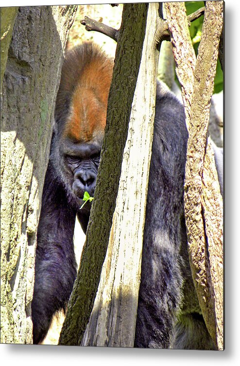 Gorilla Metal Print featuring the photograph Peek-A-Boo by Kerry Obrist