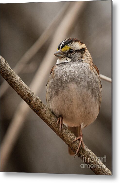 Sparrow Metal Print featuring the photograph Perched III by Alyssa Tumale