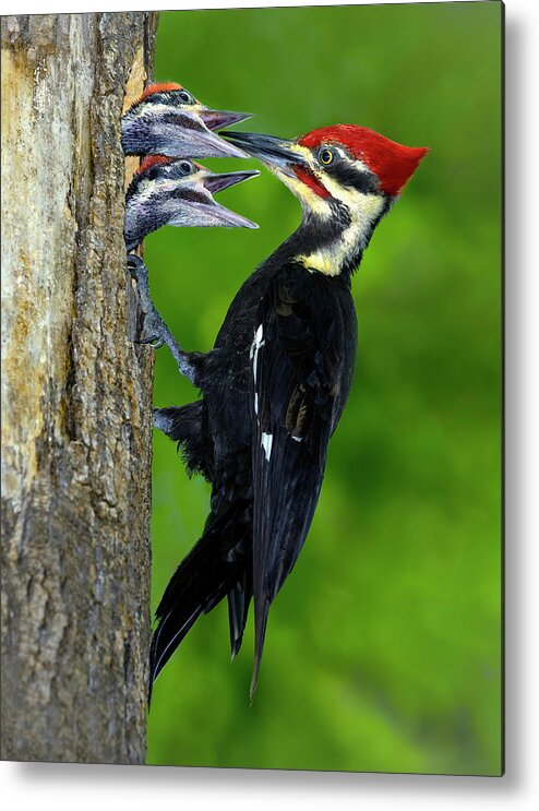 Woodpecker Metal Print featuring the photograph Morning Delivery by Art Cole