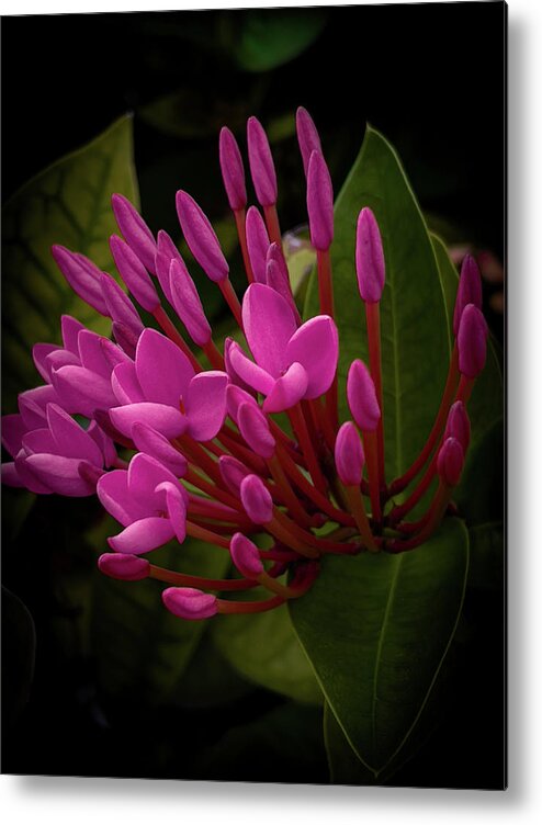 Scenic Metal Print featuring the photograph Pink Ixora Flowers by Sue M Swank