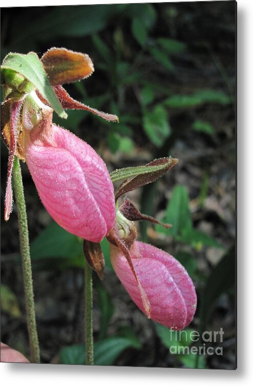 Lady Slippers Metal Print featuring the photograph Pink Lady Slippers by Anita Adams