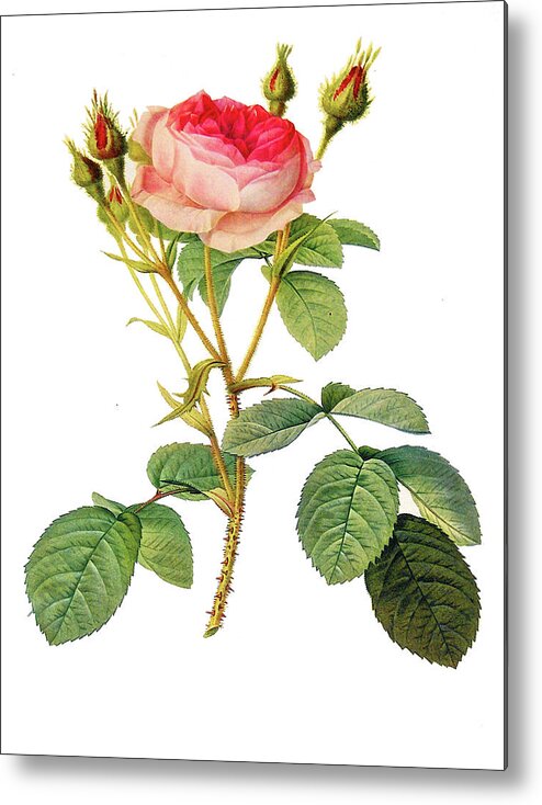 Rosa Metal Print featuring the digital art Pink Rose by Long Shot