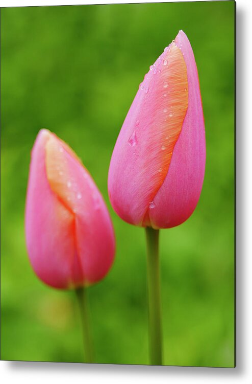 Backyard Metal Print featuring the photograph Pink Tulips Vertical by Todd Bannor