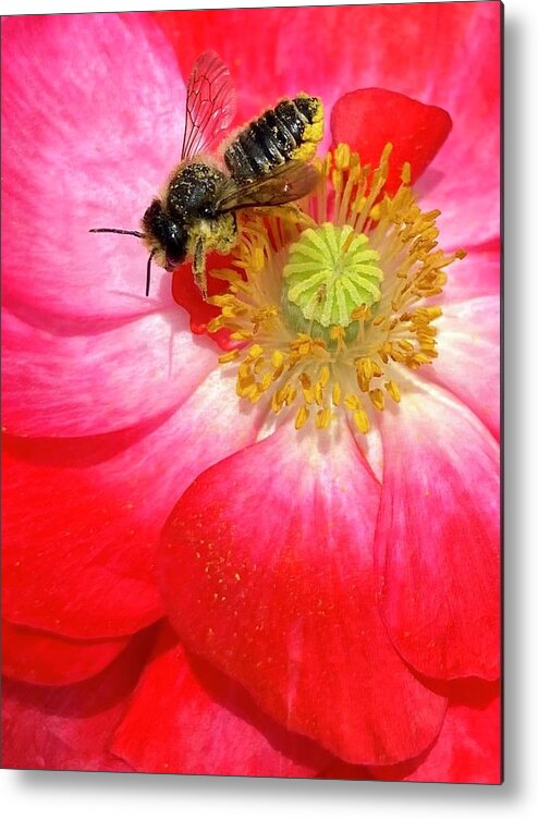 Bees Metal Print featuring the photograph Pollinating Poppy by Daniele Smith