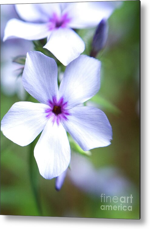 Color Metal Print featuring the photograph Portrait of Chattahoochie Phlox by Dorothy Lee