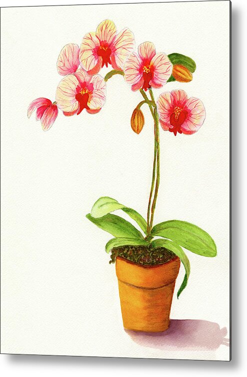 Flower Metal Print featuring the painting Potted Red And White Phalaenopsis Orchid by Deborah League