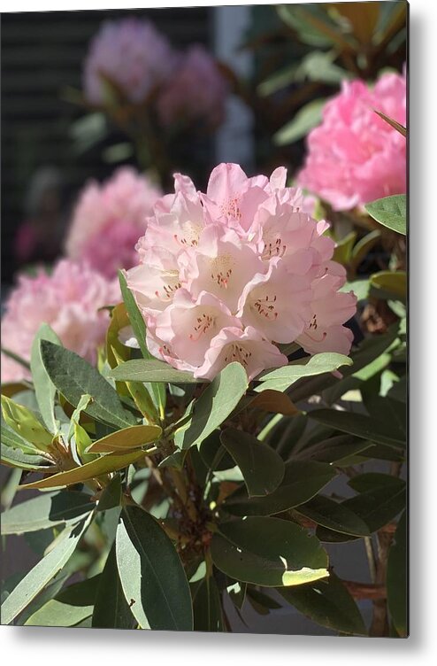 Rhododendron Metal Print featuring the photograph Pretty in Pink by Juliette Becker