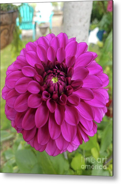 Bloom Metal Print featuring the photograph Pure Beauty Original by Carol Eliassen